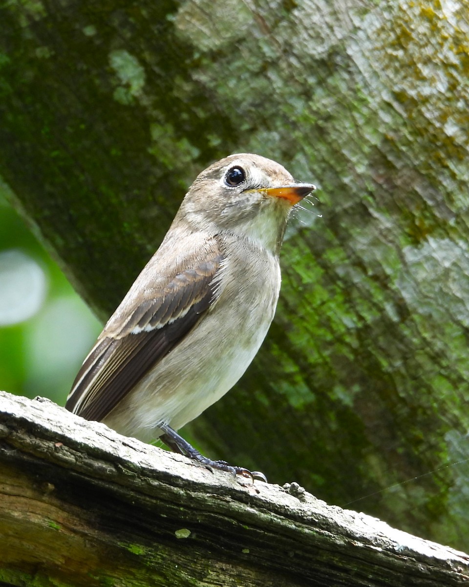 Asian Brown Flycatcher - Mohan Asampalli - GKVK