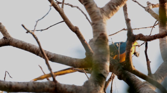 Blue-and-yellow Macaw - ML610163417