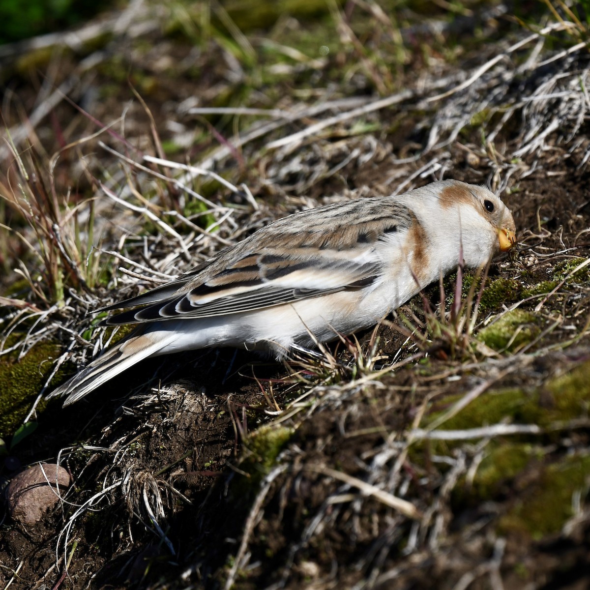 Snow Bunting - Kevin Manley