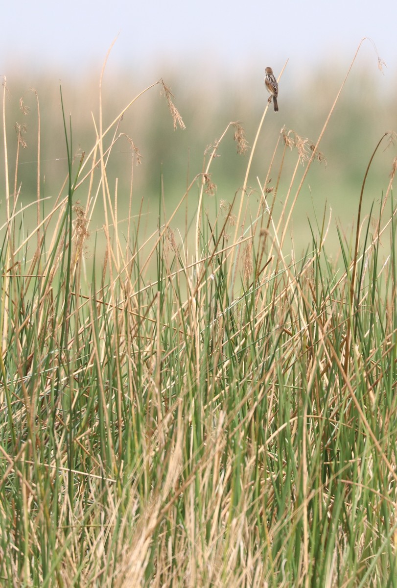 Luapula Cisticola - ML610163475