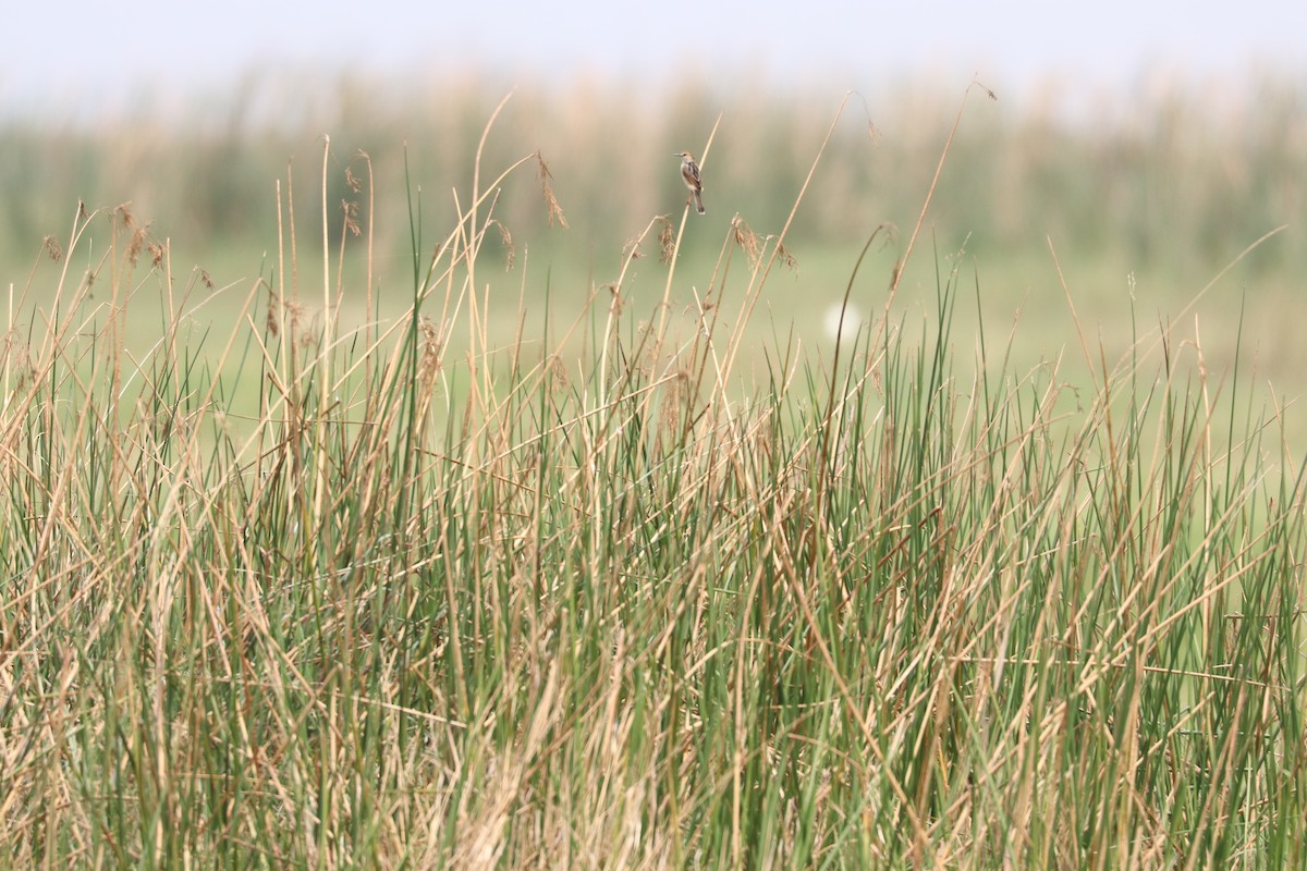 Luapula Cisticola - ML610163593