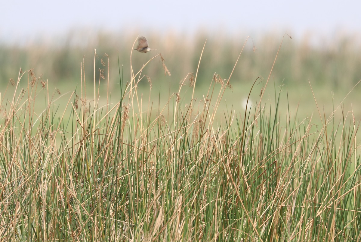 Luapula Cisticola - ML610163594