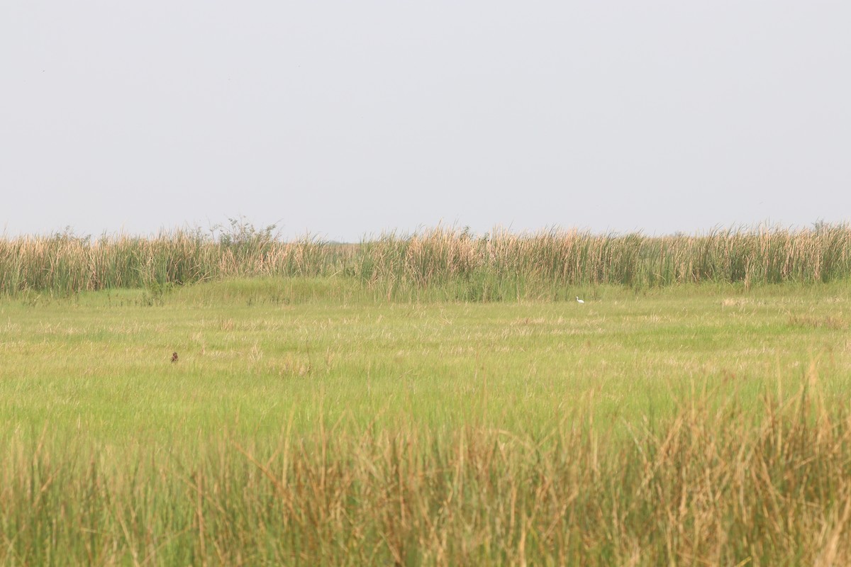 Yellow-billed Egret - Nyreen Roberts