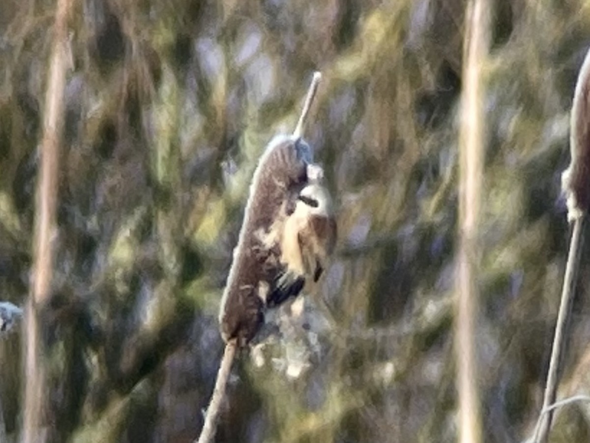 Eurasian Penduline-Tit - ML610163682