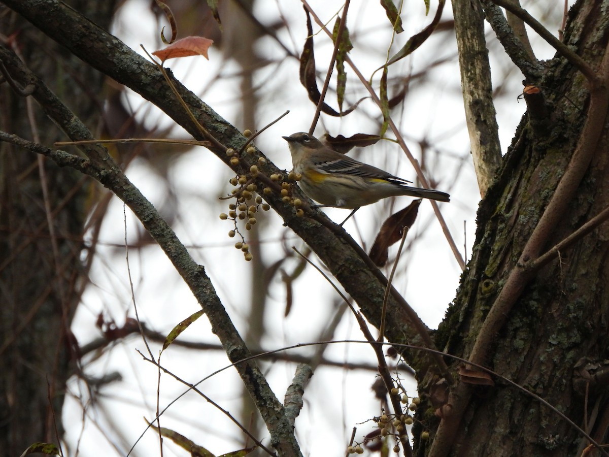 Yellow-rumped Warbler - ML610163692