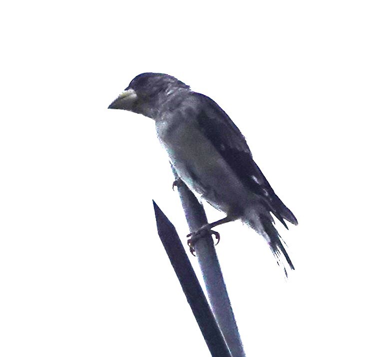 Yellow-billed Grosbeak - ML610163694