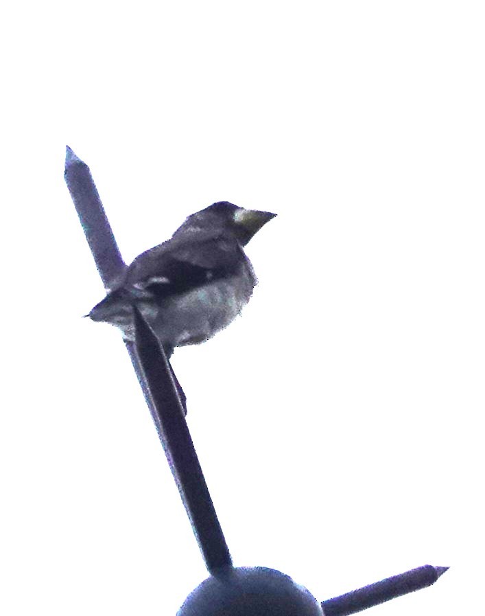 Yellow-billed Grosbeak - ML610163696