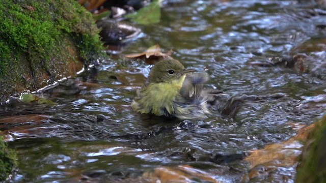 Blackpoll Warbler - ML610163766