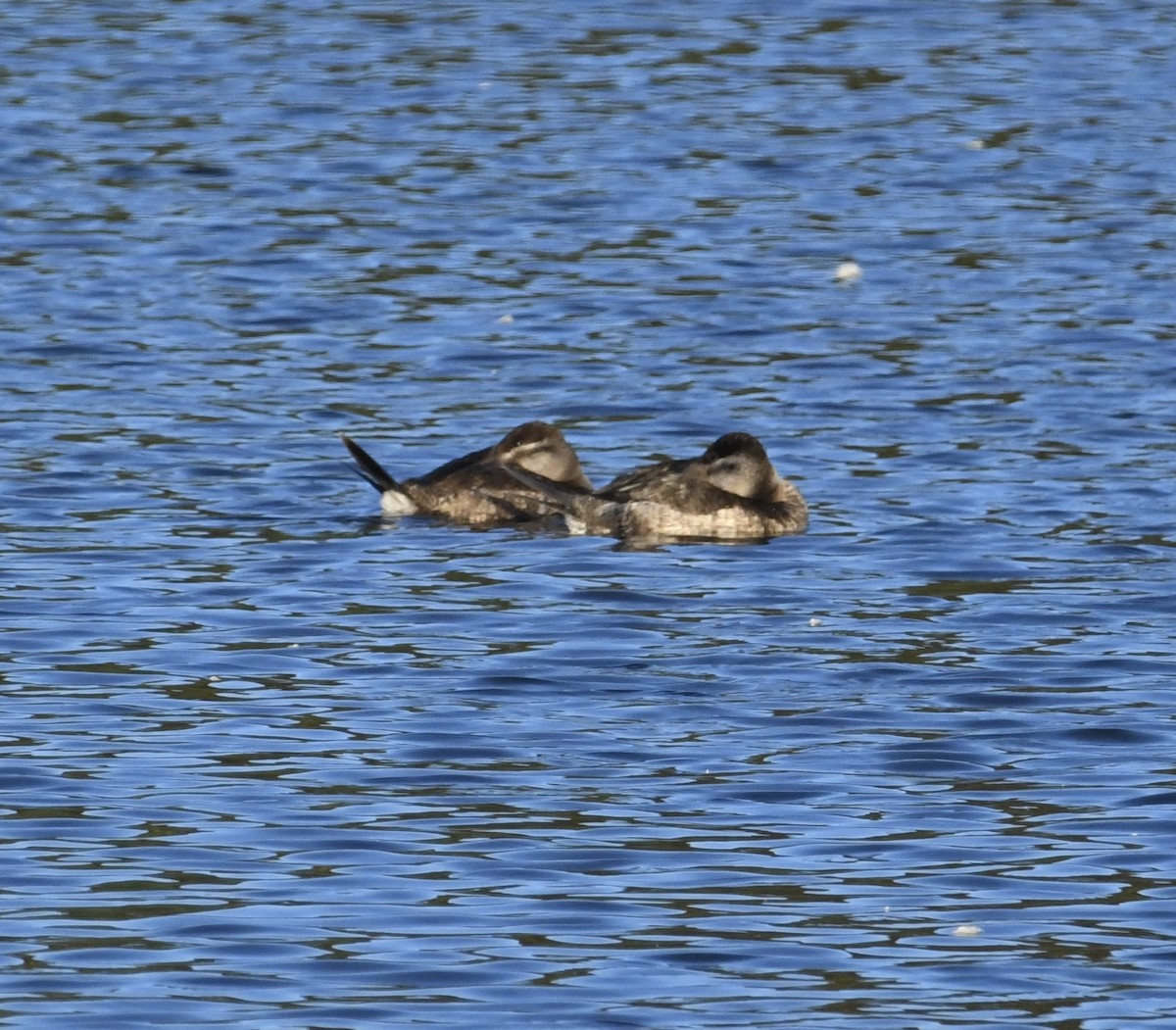 Ruddy Duck - ML610163808