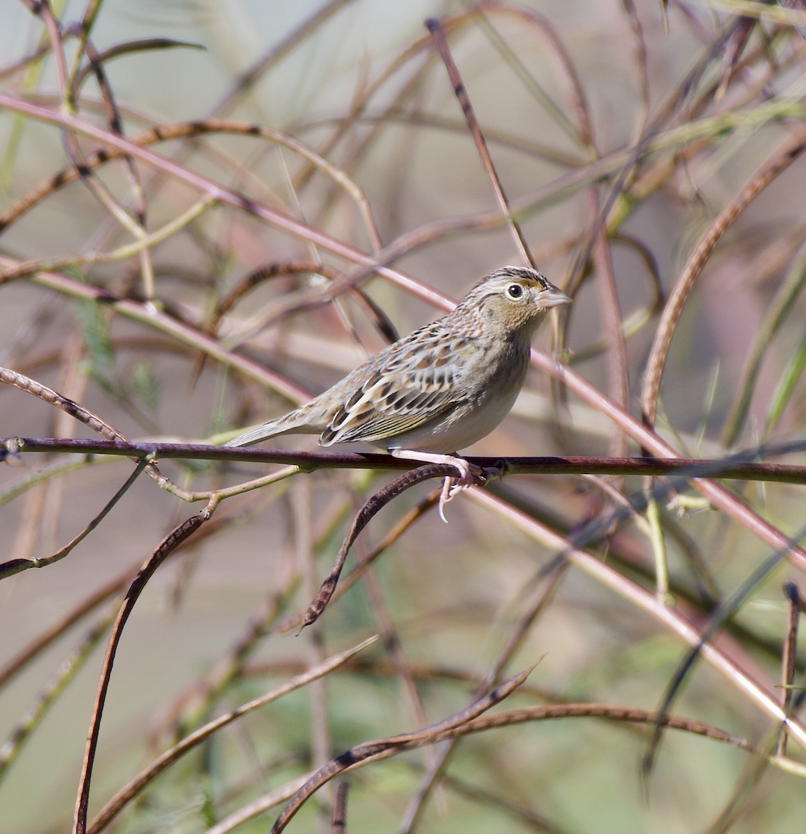 Grasshopper Sparrow - Chris Huffstickler