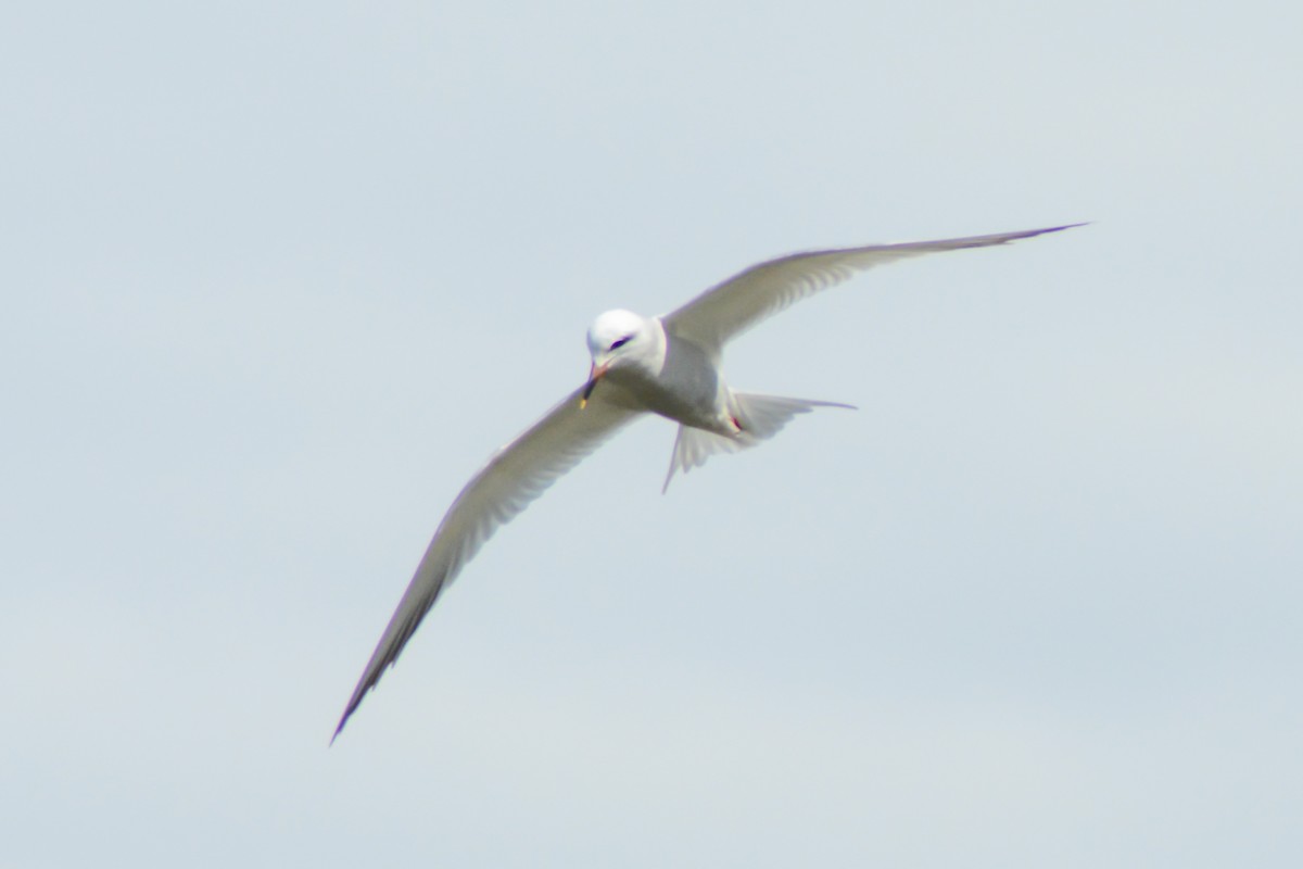 Snowy-crowned Tern - ML610163811