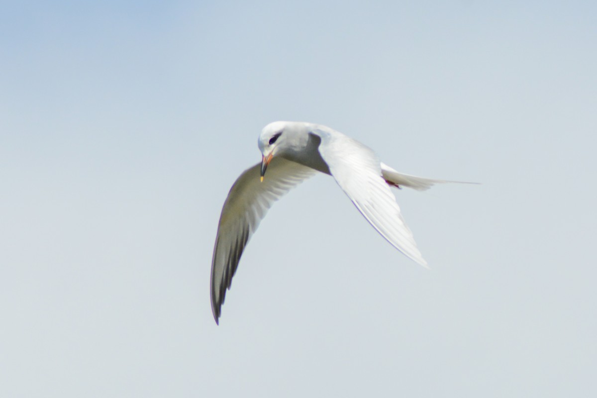 Snowy-crowned Tern - ML610163812