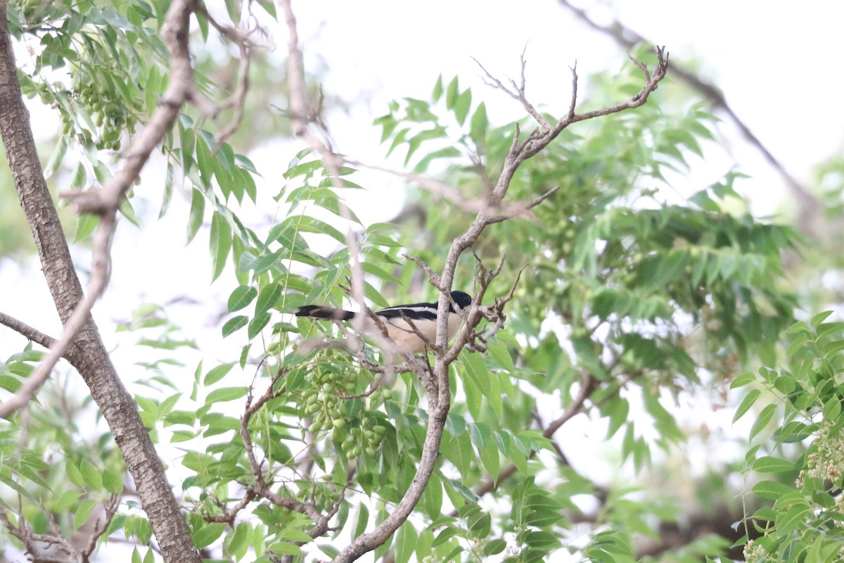 Tropical Boubou - Nyreen Roberts