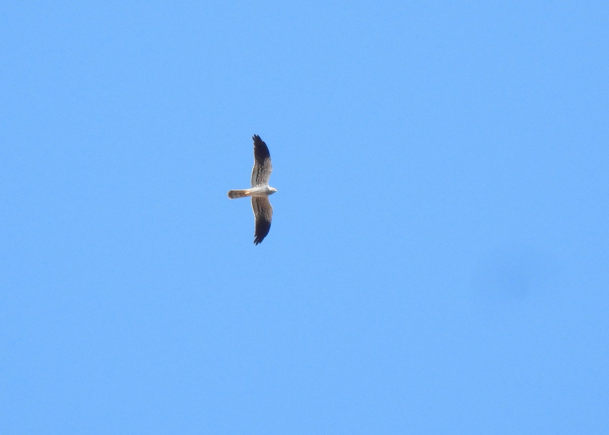 Montagu's Harrier - ML610163888