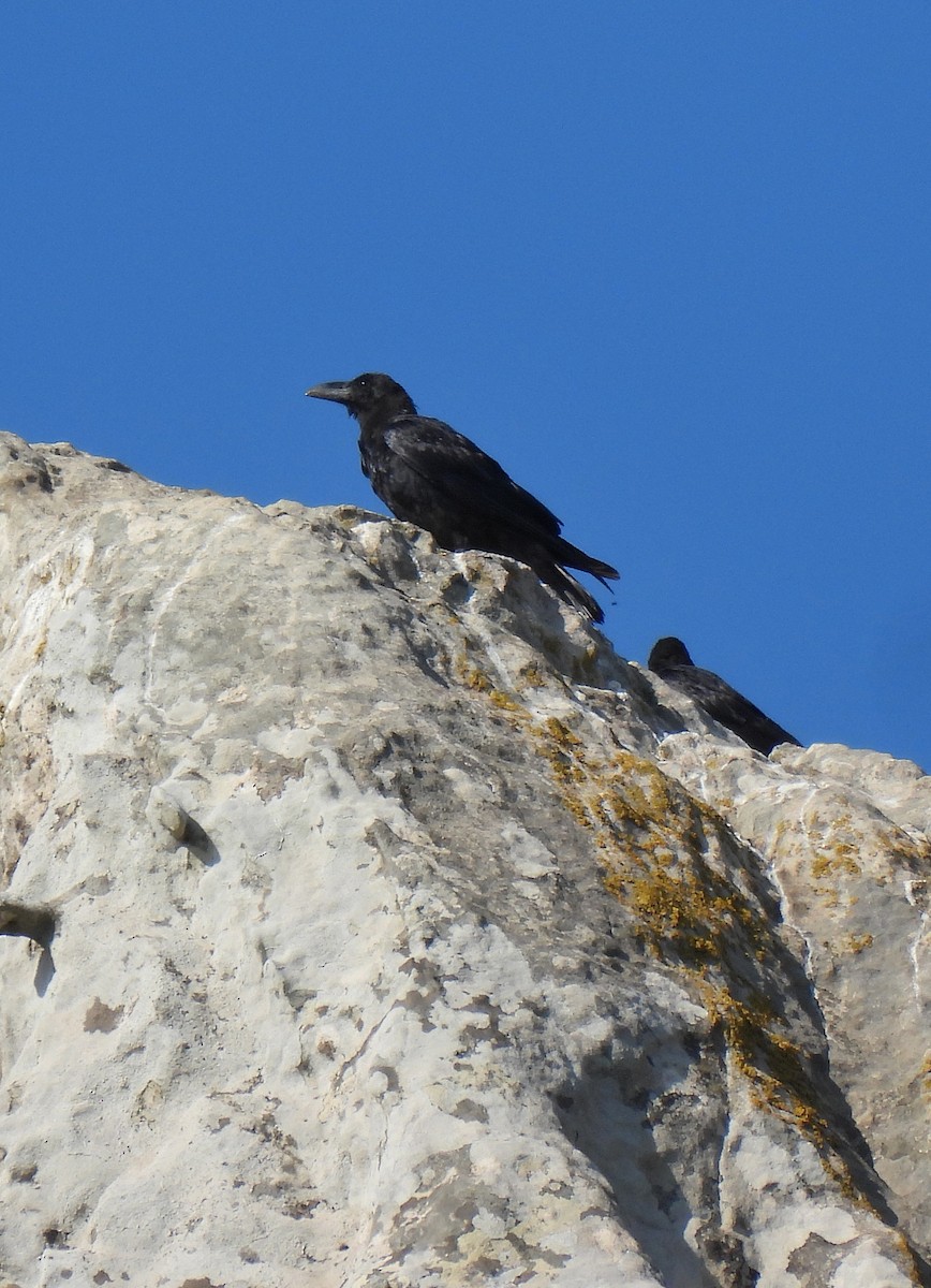 Common Raven - ML610163902