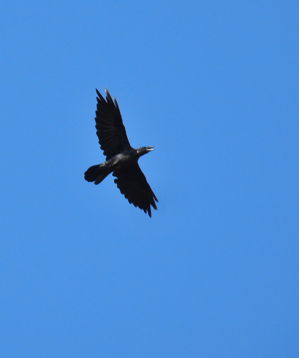 Common Raven - ML610163903