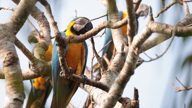 Blue-and-yellow Macaw - ML610163927