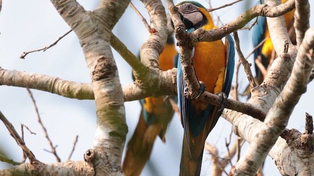 Blue-and-yellow Macaw - ML610163934