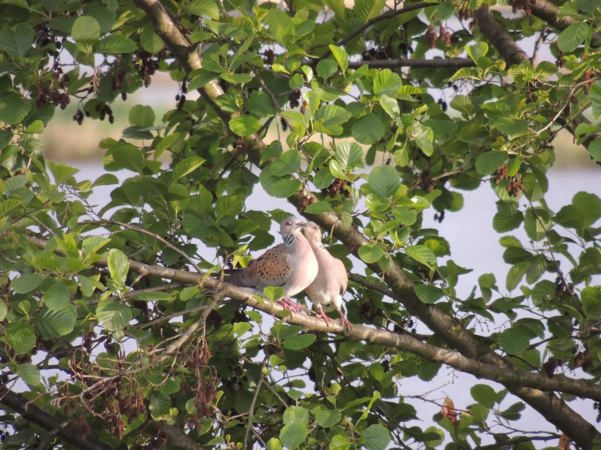 European Turtle-Dove - ML610163938