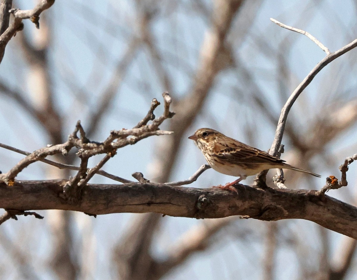Vesper Sparrow - Rita Flohr
