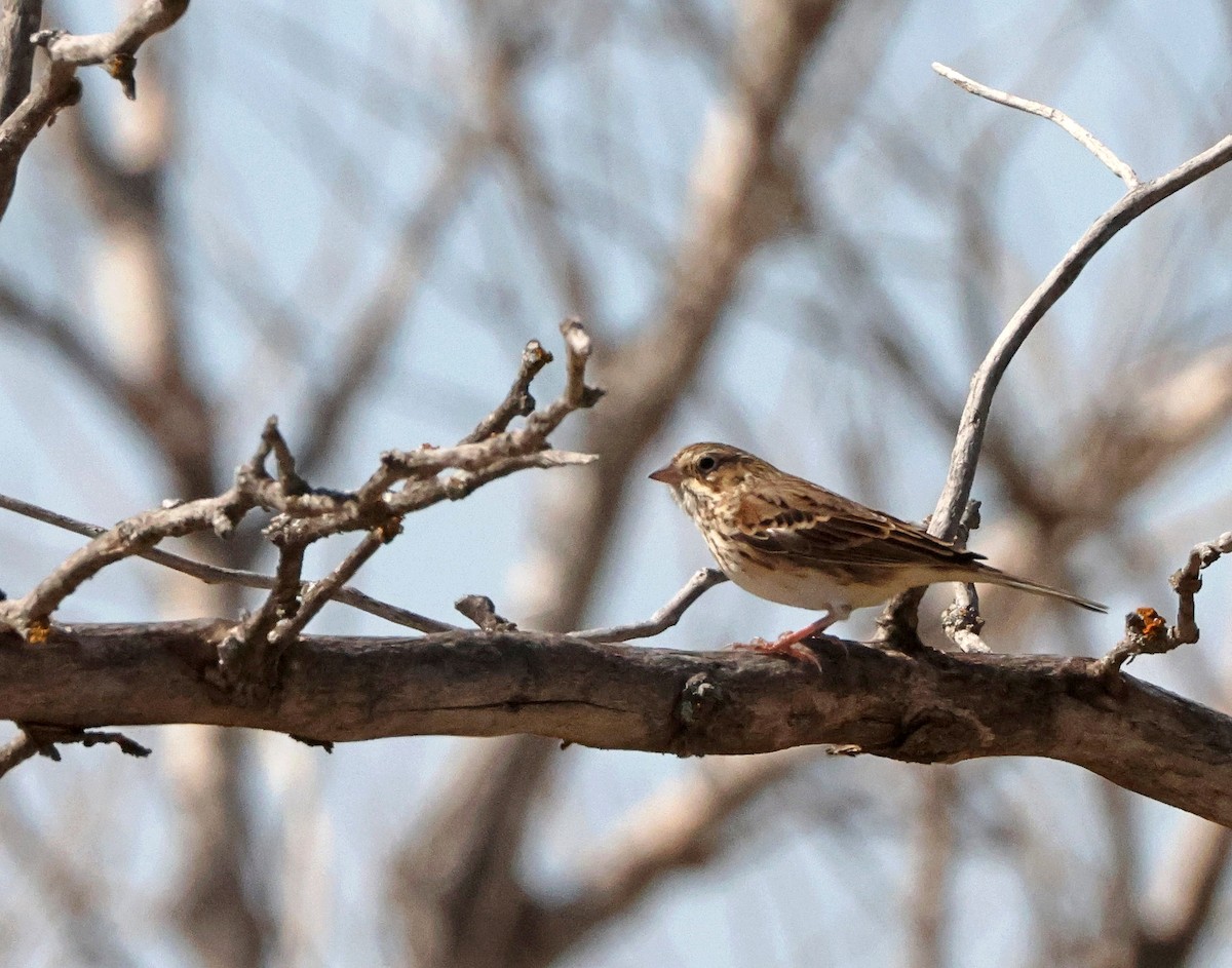 Vesper Sparrow - ML610163987