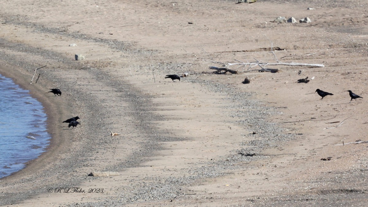 American Crow - ML610163993