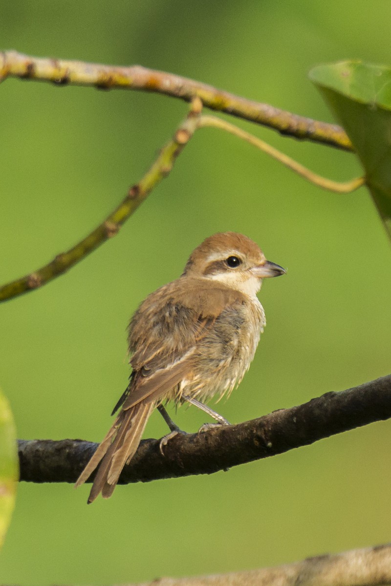 Brown Shrike - ML610164027