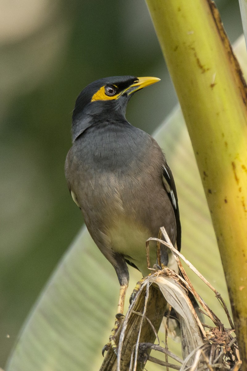 Common Myna - ML610164038