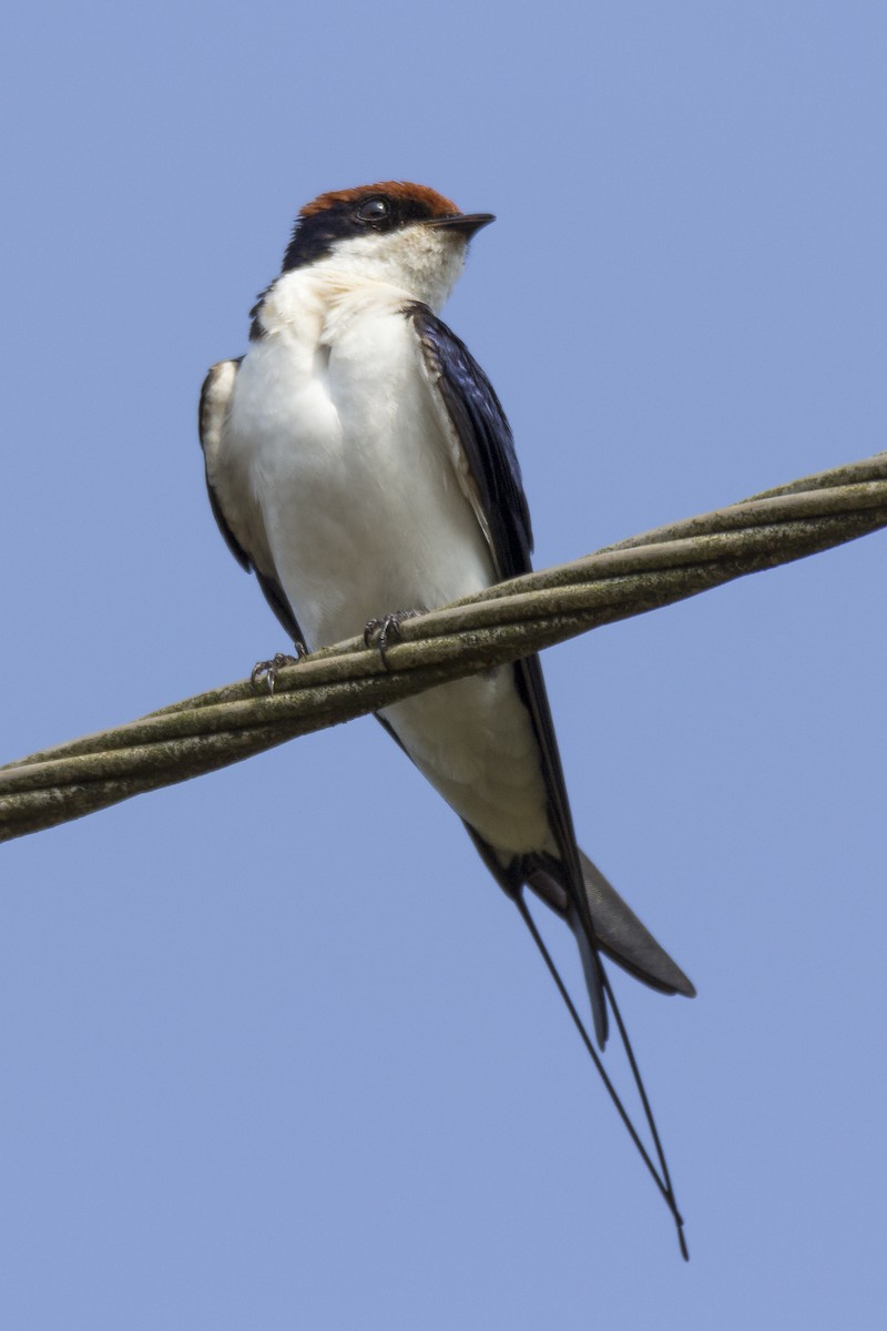 Golondrina Colilarga - ML610164096