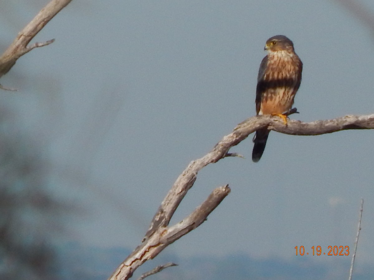 Merlin - ML610164117