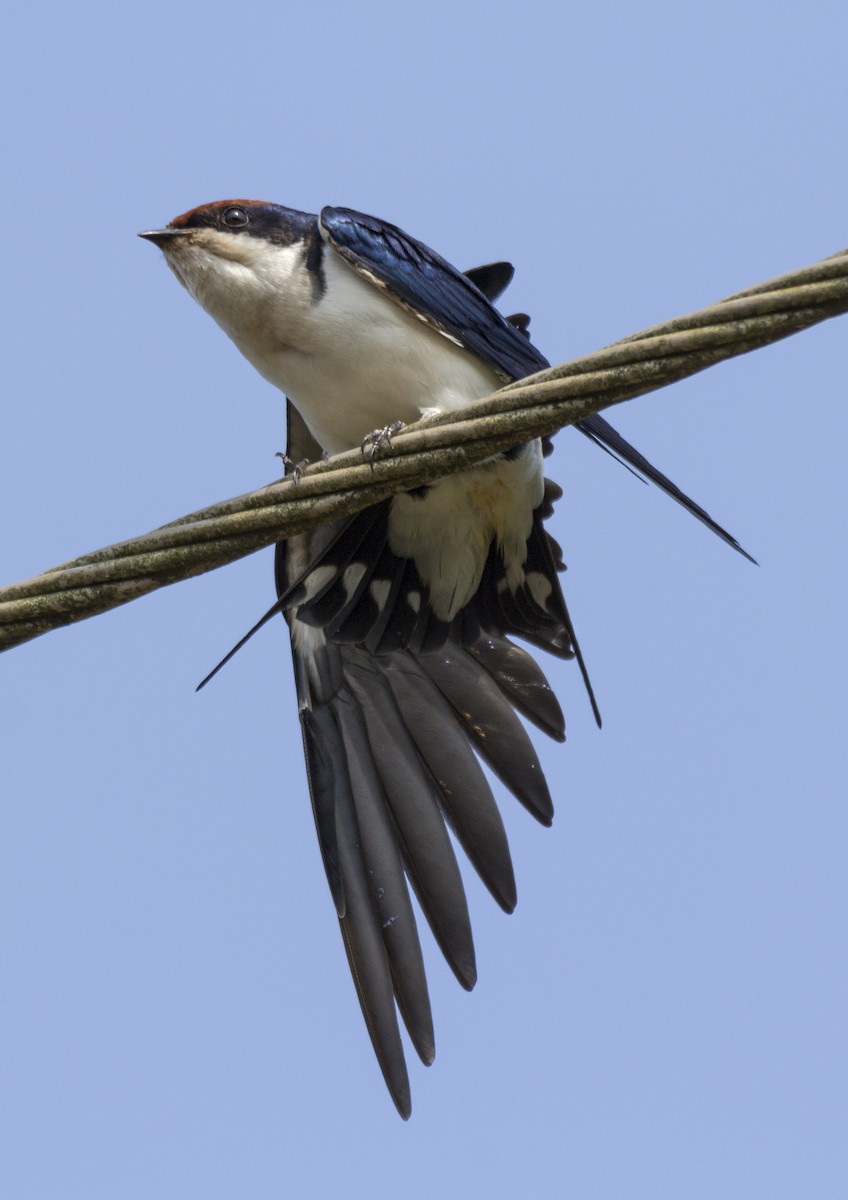 Golondrina Colilarga - ML610164125