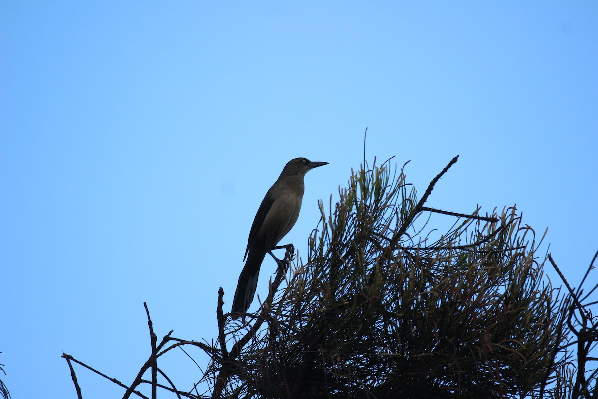 Great-tailed Grackle - ML610164149