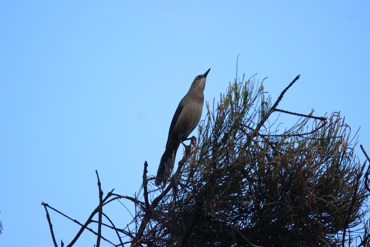 Great-tailed Grackle - ML610164150