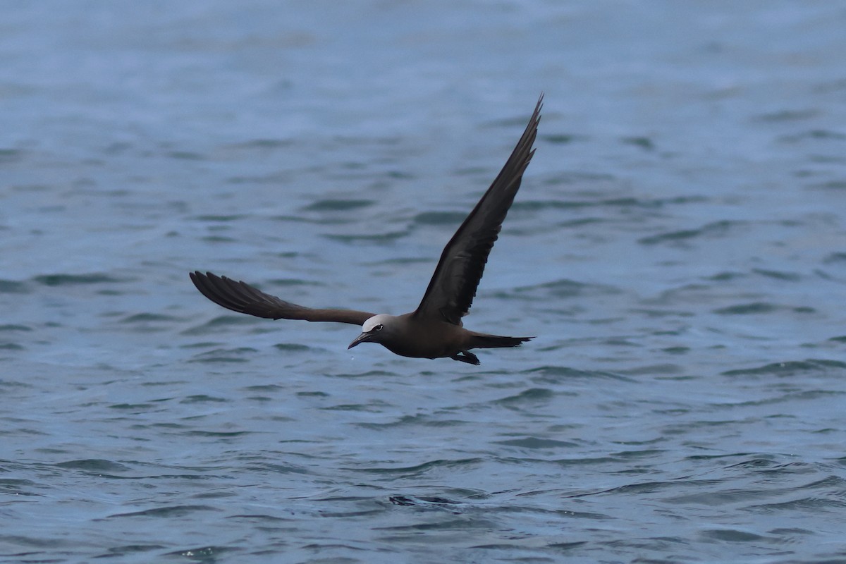 Brown Noddy - ML610164158