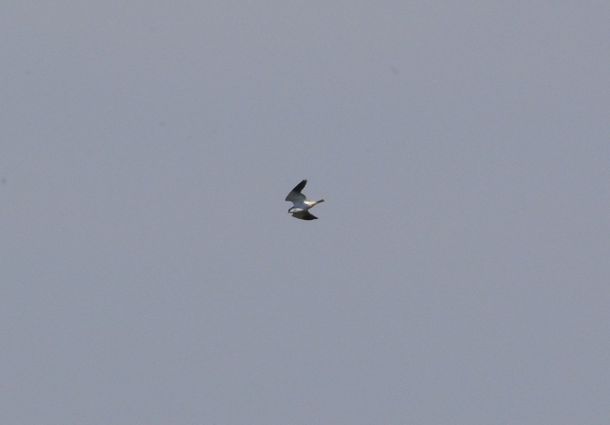 Black-winged Kite - ML610164216