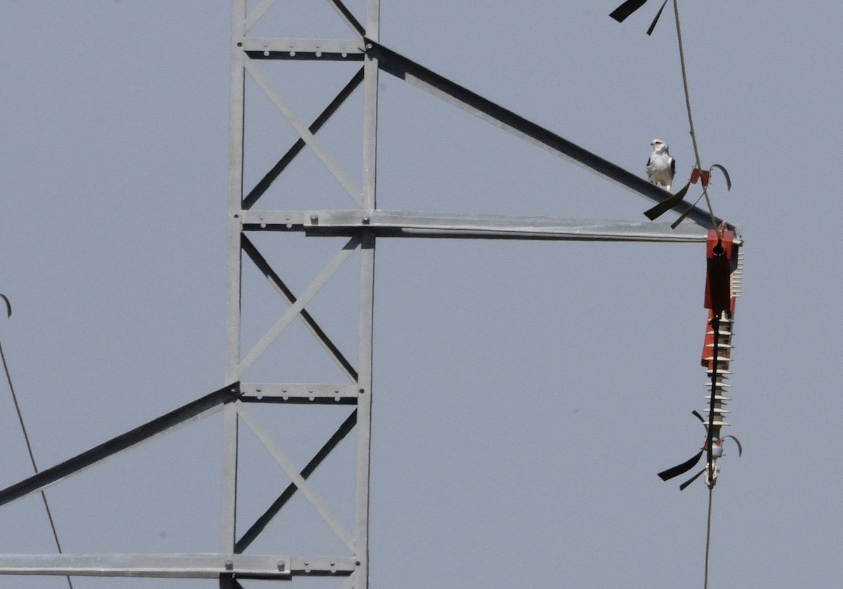 Black-winged Kite - ML610164217