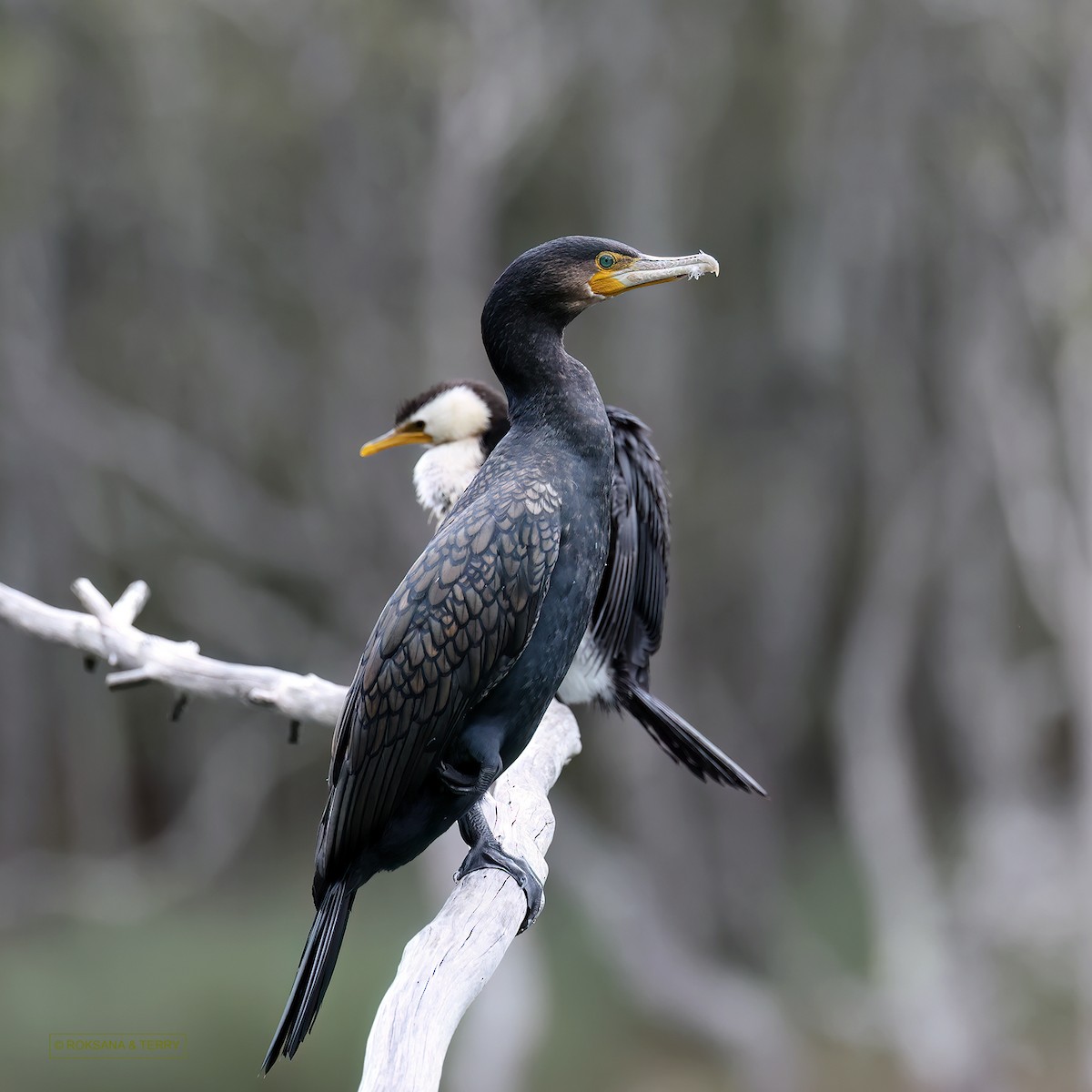 Cormorán Grande - ML610164242