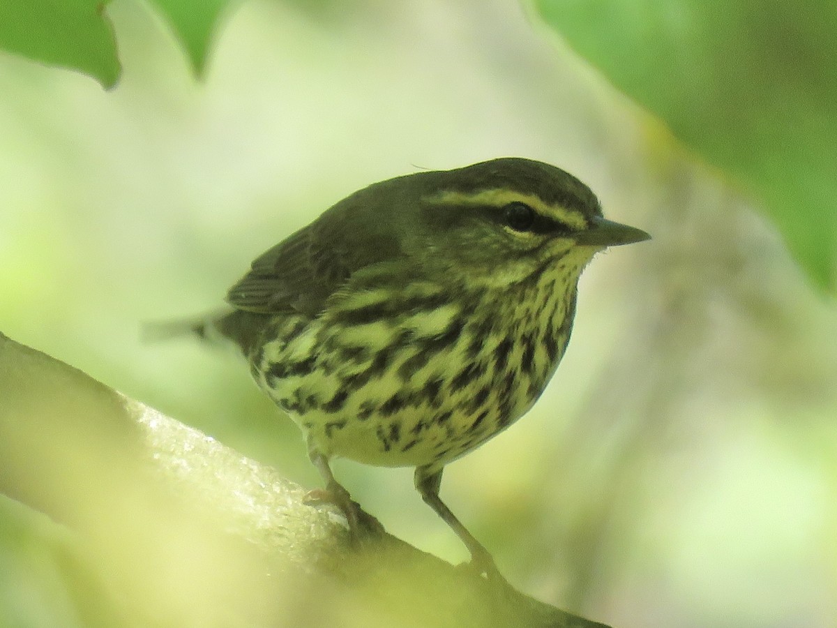 Northern Waterthrush - ML610164356