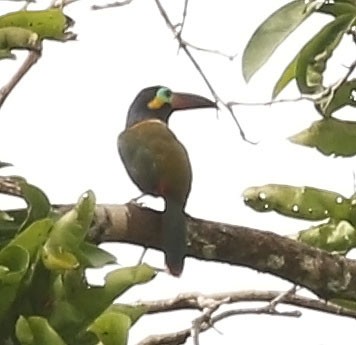 Guianan Toucanet - ML610164357