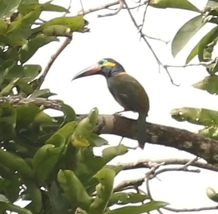 Guianan Toucanet - ML610164358