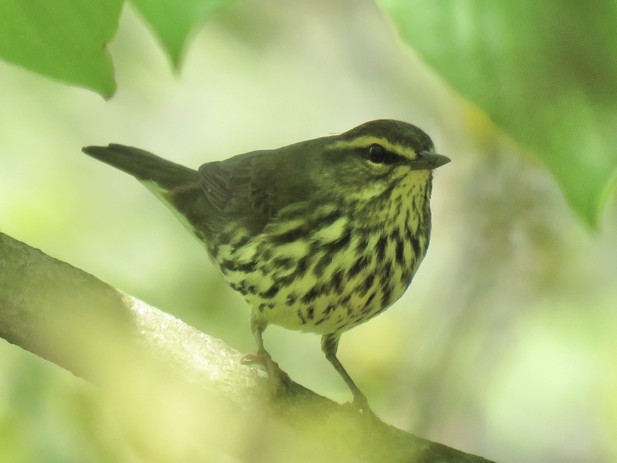 Northern Waterthrush - ML610164359