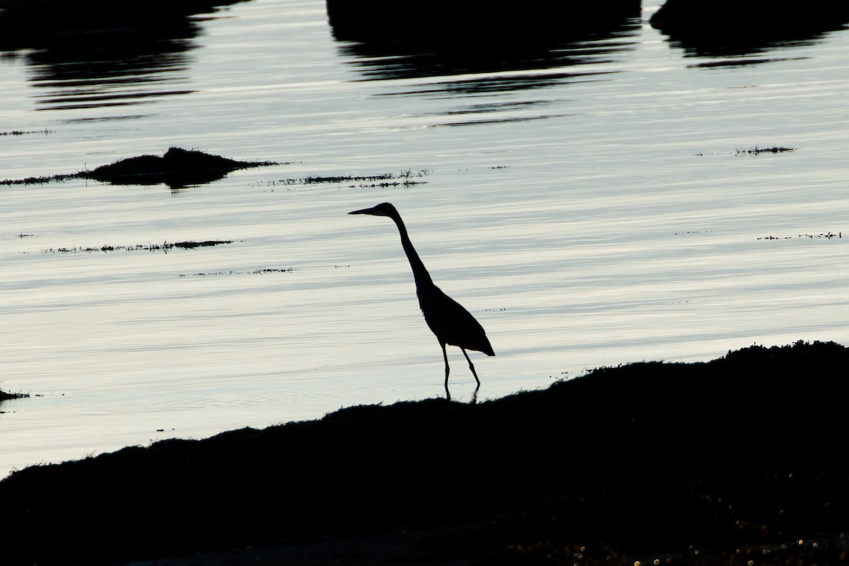 Great Blue Heron - David Bergstrom