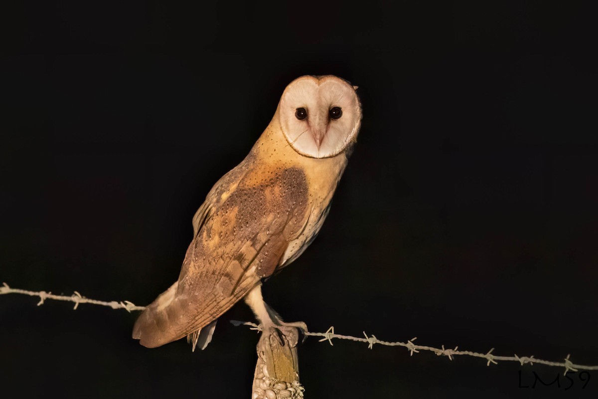 Barn Owl - Luis Mestre