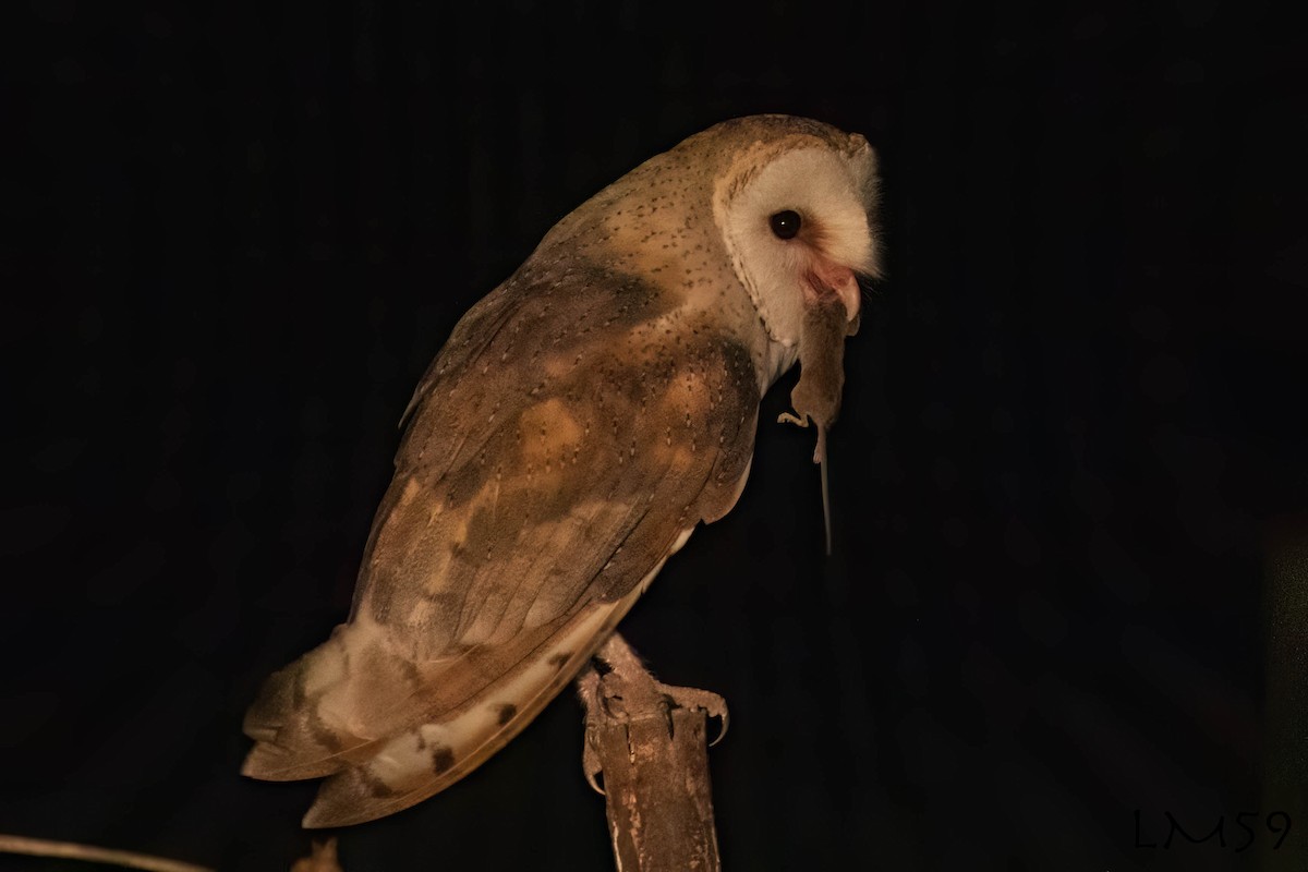 Barn Owl - Luis Mestre