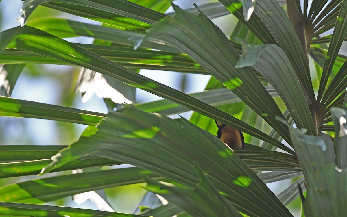 Yellow-crested Tanager - ML610164431