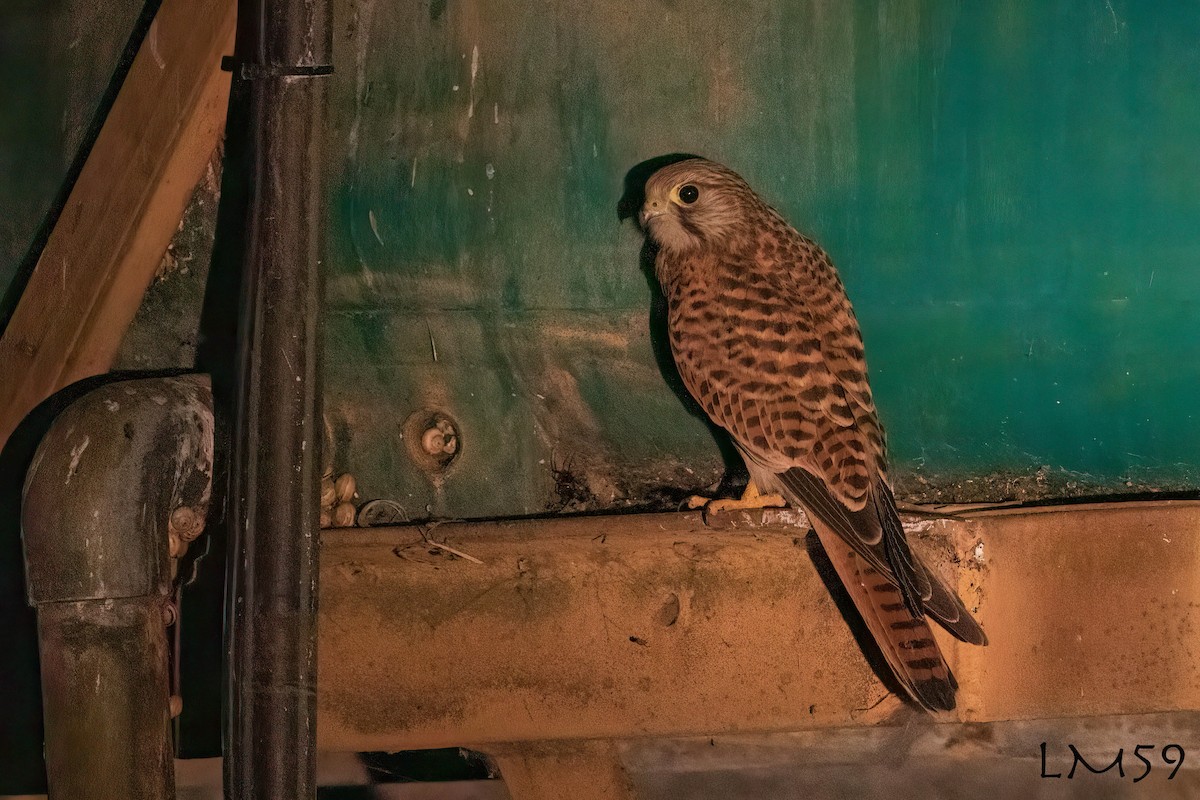 Eurasian Kestrel - ML610164442