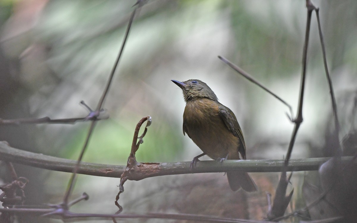 Schwarzschnabel-Pipratyrann (amazonus/peruanus) - ML610164444