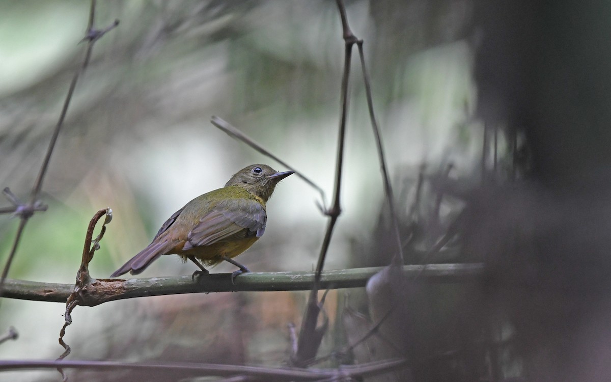 McConnell's Flycatcher (Inambari) - ML610164445