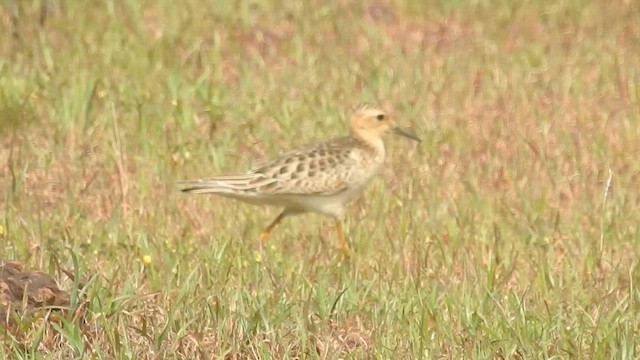 Buff-breasted Sandpiper - ML610164486