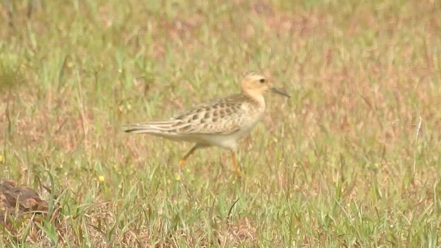 Buff-breasted Sandpiper - ML610164486